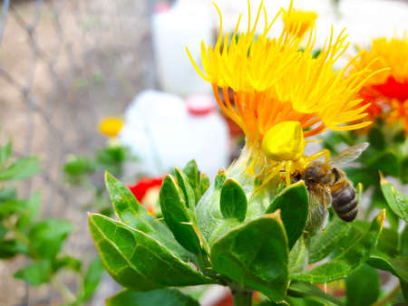 Close-up: spoider Misumena vatia hunting a bee in the flowerの写真素材