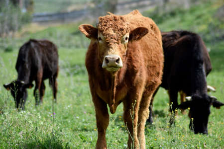 A beef in the foreground in the meadow while feeding.の写真素材