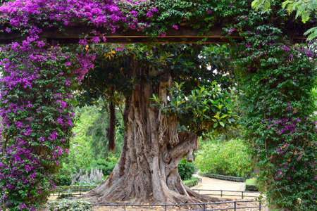 beautiful composition with a tree in full bloom with purple leaves. tranquility and reflectionの写真素材