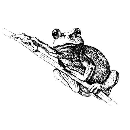 A hand-drawn sketch of a frog on a tree branchのイラスト素材