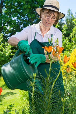 Elderly woman in a trendy hat and glasses standing watering pretty orange spring flowers in a garden with a watering can, close up three-quarter viewの写真素材