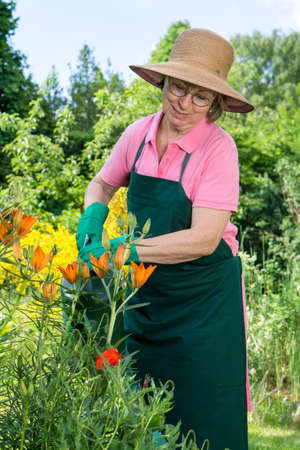 Middle-aged woman smiling with pleasure standing watering orange lilies in the garden using a watering can as she tends to the spring plants in her backyardの写真素材