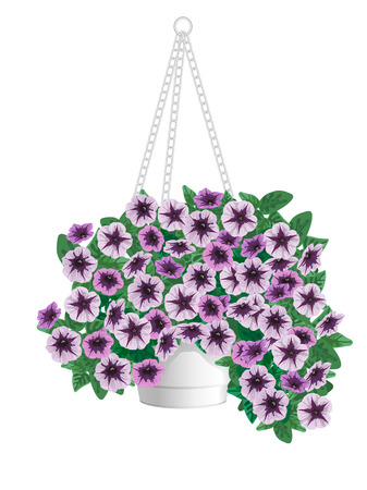 Bush petunias in a pot on a white backgroundのイラスト素材