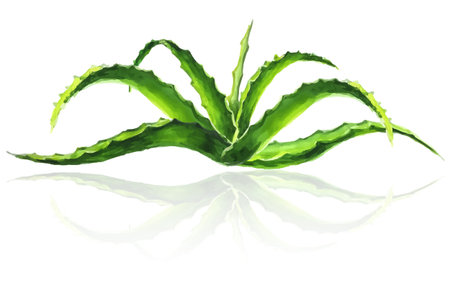 Bush of aloe vera with reflection on white background, vector illustration in watercolor style.のイラスト素材
