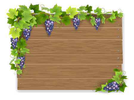 Bunch grapes on wooden sign backgroundのイラスト素材