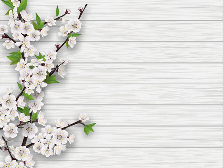 Spring blooming cherry branch on white old wood background.のイラスト素材
