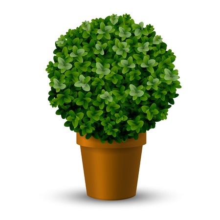 Decorative spherical trimming boxwood in a pot. Topiary plants ornamental garden.のイラスト素材