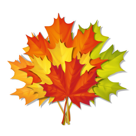 A bouquet of autumn maple leaves of different colors. Vector realistic illustration. Elements for the design of autumn cards.のイラスト素材