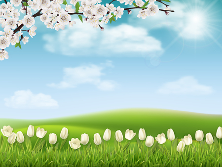 Spring landscape background with tree branch and tulip flowers.のイラスト素材
