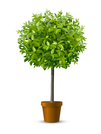 Vector realistic tree in a flowerpot. Houseplant for home or office interior decoration. Isolated on white backgroundのイラスト素材