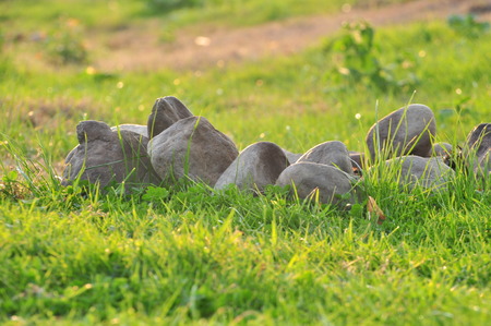 Stones and grass with dew on a sunny morning. Defocus bokeh effect.の写真素材