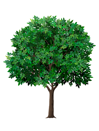Vector realistic tree with green leaves. Garden fruit tree with a lush crown. Detailed plant. Isolated on white background.のイラスト素材