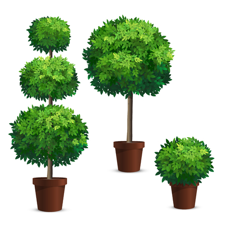 Set of topiary trees in a pots.のイラスト素材