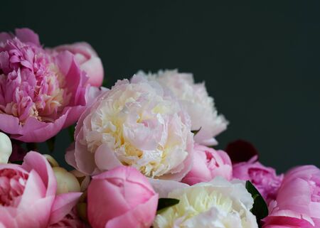 Background with beautiful white and pink flowers peonies.の写真素材