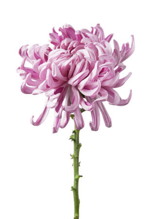 Beautiful flower Chrysanthemum grandiflorum "Vienna pink" isolated on white background.の写真素材