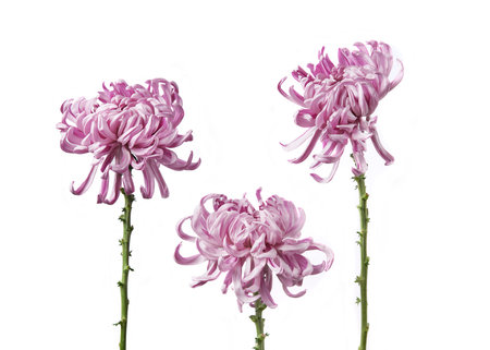 Composition of three beautiful flowers Chrysanthemum grandiflorum Vienna pink isolated on white...