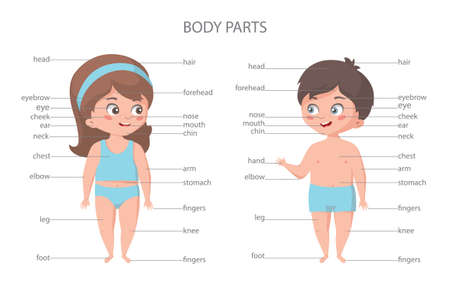 Girl and boy body parts. Biology education banner.のイラスト素材