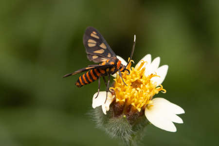Butterfly on flowerの写真素材