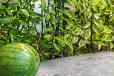 Sweet green organic watermelon outside. Tropical Bali island, Indonesia.の写真素材