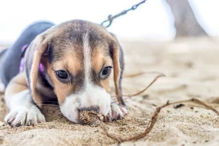 Small dog, beagle puppy playing on beach of tropical island Bali, Indonesia.の写真素材