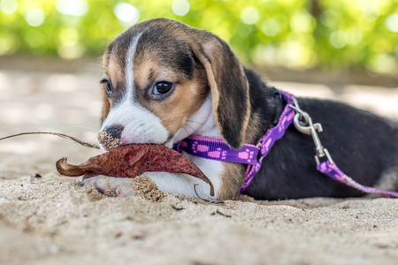 Small dog, beagle puppy playing on beach of tropical island Bali, Indonesia.の写真素材