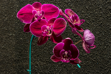 Closeup of Orchids flowers and green leaves on brown wall background.の写真素材