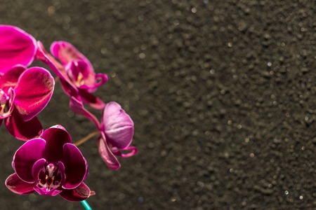 Closeup of Orchids flowers and green leaves on brown wall background.の写真素材