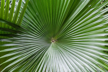 Palm leaf with diagonal lines, rounded image macro, Bali island, Indonesiaの写真素材