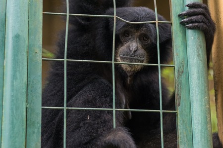 Monkey in the cage in Bali Zoo park, Indonesia.の写真素材