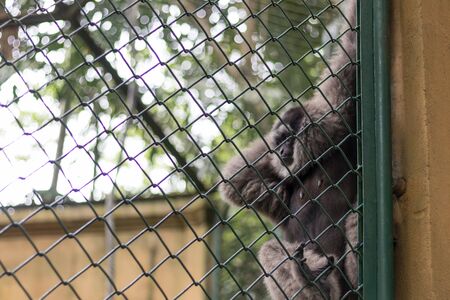 Monkey in the cage in Bali Zoo park, Indonesia.の写真素材