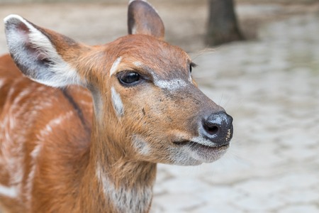 Baby deer in Bali Zoo park, Indonesia. Close up.の写真素材