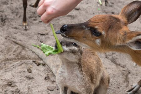 Baby deer . Close up.の写真素材