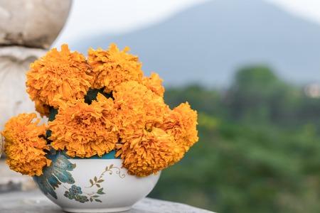 Marigold flowers in the bowl, tropical landscape and mountain on the background. Marigold if a traditional balinese flowers, they use it for offerings to gods. Bali, Indonesia.の写真素材