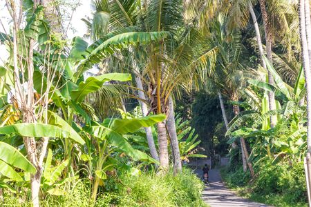 Tropical landscape with palms. Holiday and vacation concept. Tropical Bali island, Indonesia.の写真素材
