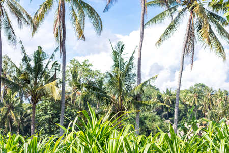 Tropical landscape with palms. Holiday and vacation concept. Tropical Bali island, Indonesia.の写真素材
