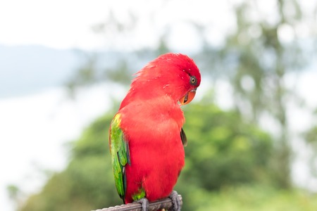 Red Parrot outside, tropical Bali island, Indonesia.の写真素材