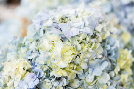 Flower background on a tropical Bali island, Indonesia. Very beautiful flower background in sunlight. Close up macro.の写真素材