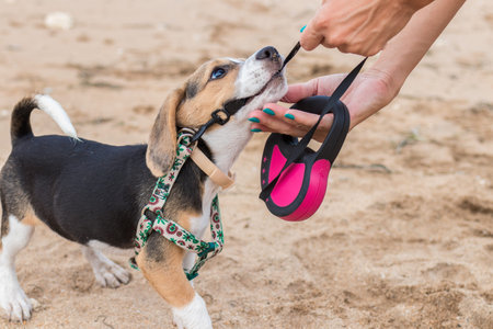 Beagle on an ocean beach of tropical Bali, Indonesia.の写真素材