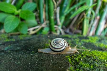 A Snail crawling on green moss in the tropical garden. Bali island, Indonesia.の写真素材