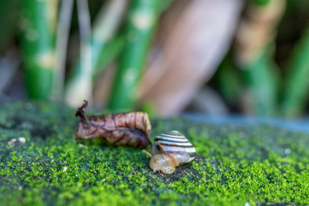 A Snail crawling on green moss in the tropical garden. Bali island, Indonesia.の写真素材