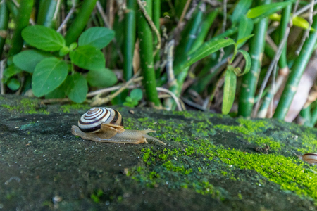 A Snail crawling on green moss in the tropical garden. Bali island, Indonesia.の写真素材
