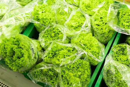 Lettuce (Lactuca) in the market, different grades, summer closeup, macro photography.の写真素材