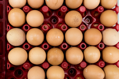 A lot of egg in panel display for sale in local fresh food market, tropical Bali island, Indonesia.の写真素材