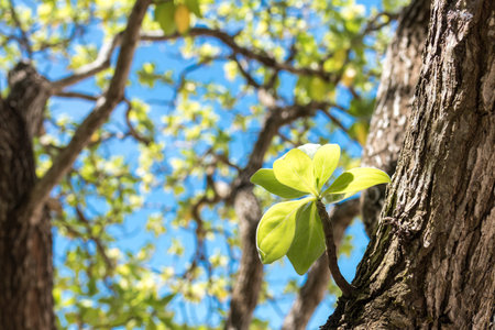 Close up of tropical tree on the beach of Bali island, Indonesia.