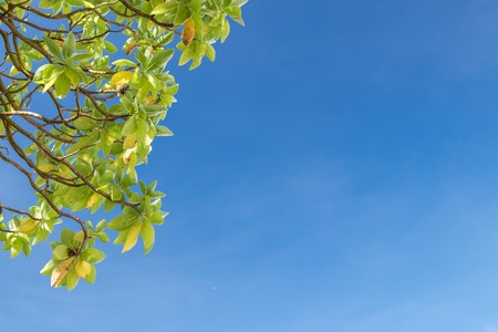 Tropical tree in the blue sunny sky on Bali island, Indonesia.の写真素材