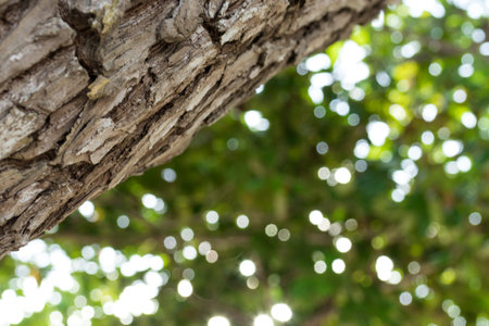 Close up of tropical tree on Bali island, Indonesia. Pattern wood backgroundm sunny day, beautiful...