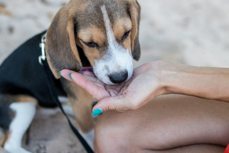 Woman feeding hungry pet dog beagle from hands on the beach of tropical island Bali, Indonesia.の写真素材