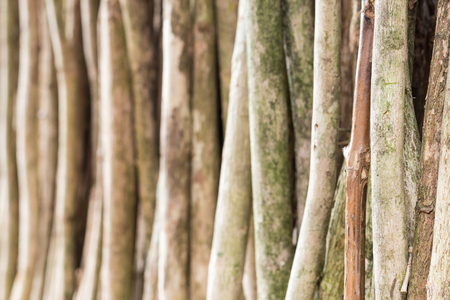 Dry branches, natural wood background, pattern.の写真素材