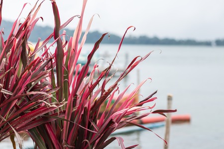 Close up colorful flower floral background, outside garden. Tropical Bali island, Indonesia.の写真素材