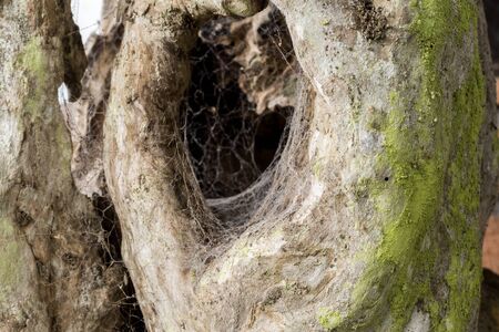 Macro tree background. Wooden texture pattern. Bali island.の写真素材